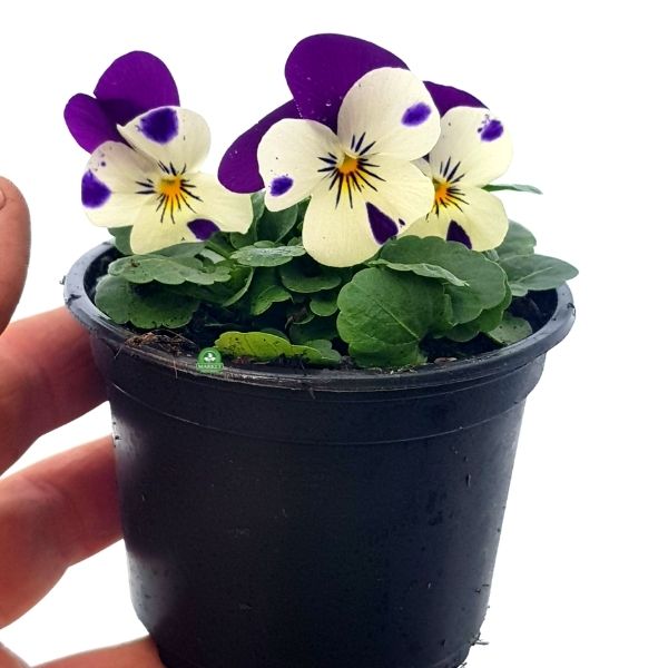 Viola cornuta Bratek mini (3)