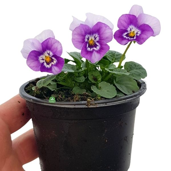Viola cornuta Bratek mini (4)