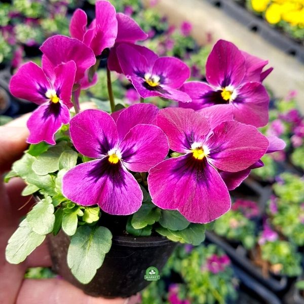 Viola cornuta bratek miniaturowy (2)