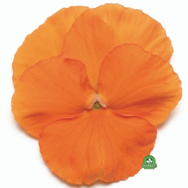 Viola wittrockiana orange bratek ogrodowy (1)