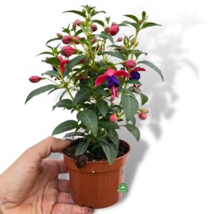 Fuchsia x hybrida (1)