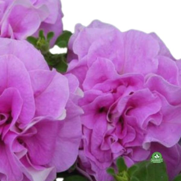 Surfinia double lilac (2)