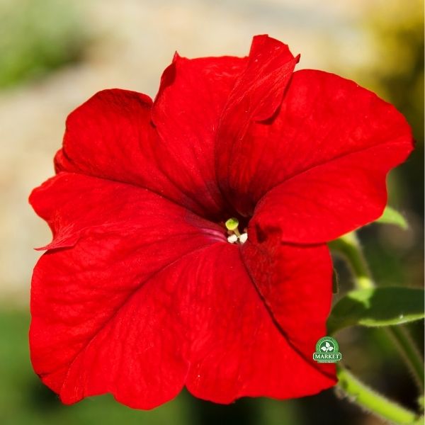 surfinie kwiaty balkonowe czerwone (5)