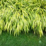 Kępy żółtych traw orientalnych wyrastające z obrzeży trawnika.