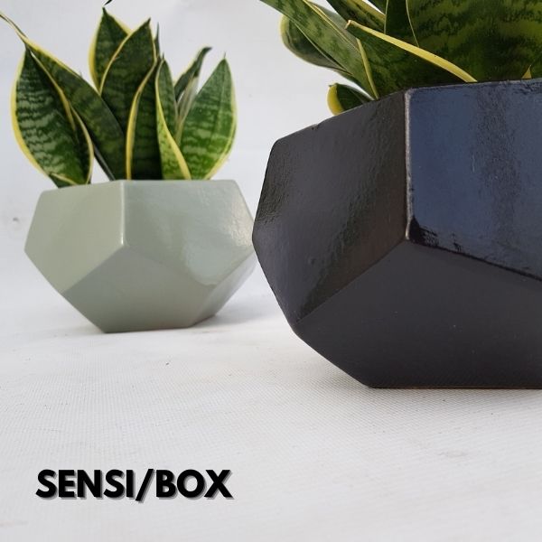 SENSI/BOX nowoczesna linia sansevierii