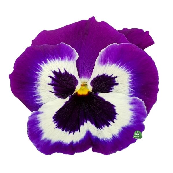 bratek wielkokwiatowy viola wittrockiana (2)