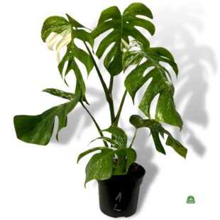 monstera variegata large (1)