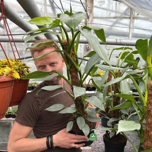Philodendron Silver QueenXL_3