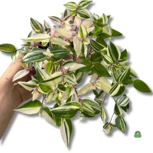 TRZYKROTKA TRICOLOR XL Tradescantia fluminensis (don 12 cm)