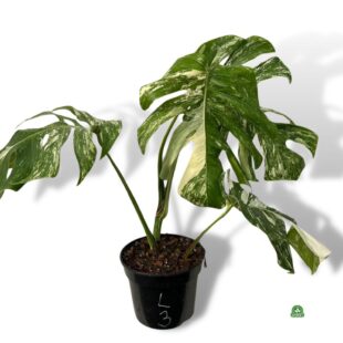 monstera variegata large nr 3 (1)