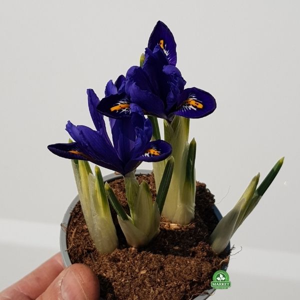 KOSACIEC ŻYŁKOWANY Iris reticulata Rhapsody (1)