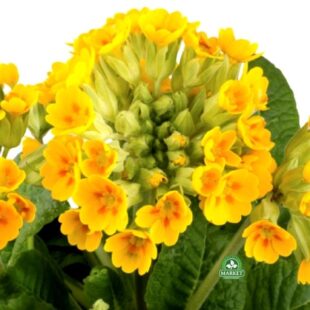 PIERWIOSNEK LEKARSKI Primula veris Pure Yellow (1)