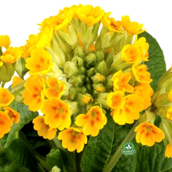 PIERWIOSNEK LEKARSKI Primula veris Pure Yellow