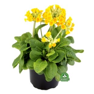 PIERWIOSNEK LEKARSKI Primula veris Pure Yellow (2)