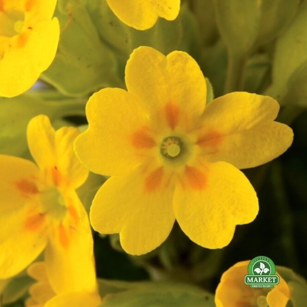PIERWIOSNEK LEKARSKI Primula veris Pure Yellow (3)