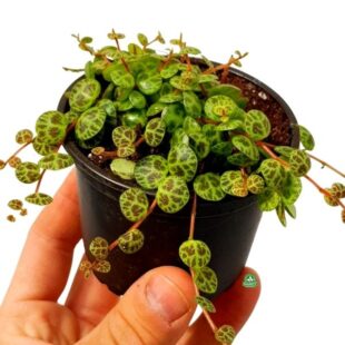 Peperomia 'String of Turtles'