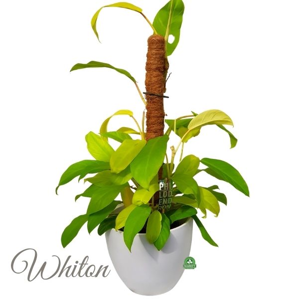 Philodendron Malay Gold (1)
