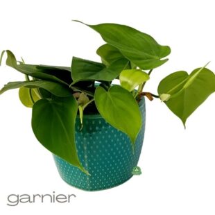 Philodendron Scandens (2)