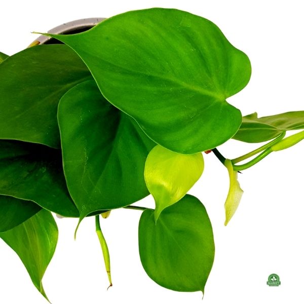 Philodendron Scandens (4)