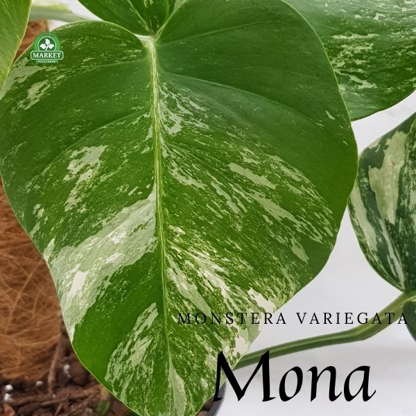 monstera deliciosa variegata (2)