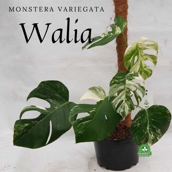 monstera variegata (3)
