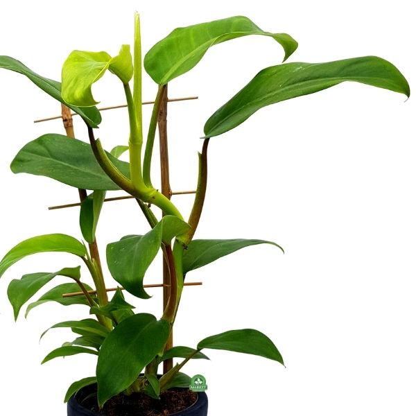 FILODENDRON  APPLE GREEN XL na bambusie Philodendron