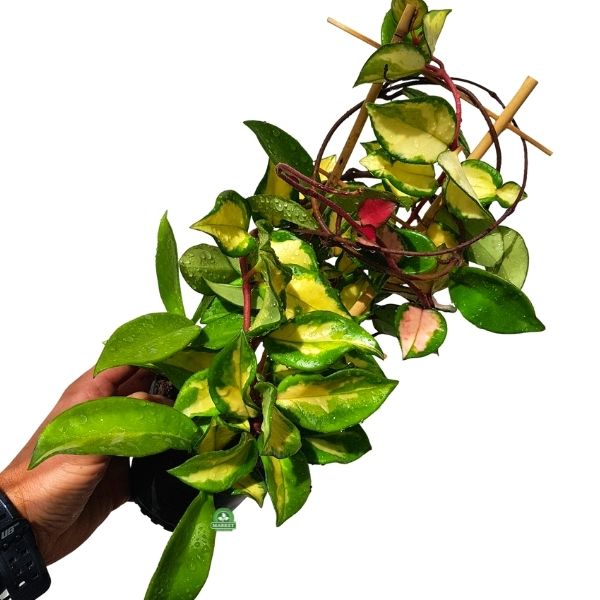 Hoya carnosa Tricolor Hoja (2)