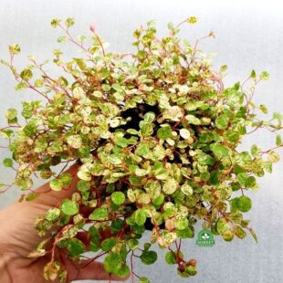 Muehlenbeckia muhlenbekia minero variegata (1)