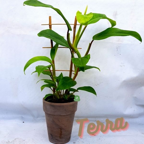 Philodendron Apple Green (3)