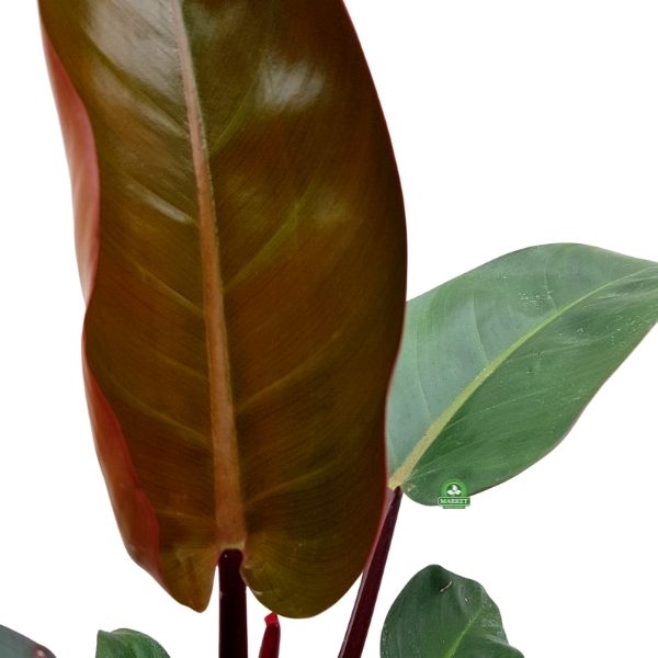 Philodendron Filodendron Rojo Congo (4)