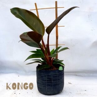 filodendron Philodendron Rojo Congo (3)