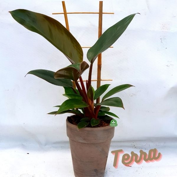 filodendron Philodendron Rojo Congo (4)