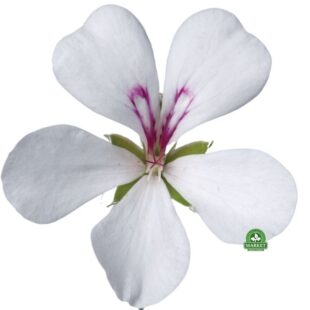 pelargonia villetta biała pellargonium peltatum white (3)