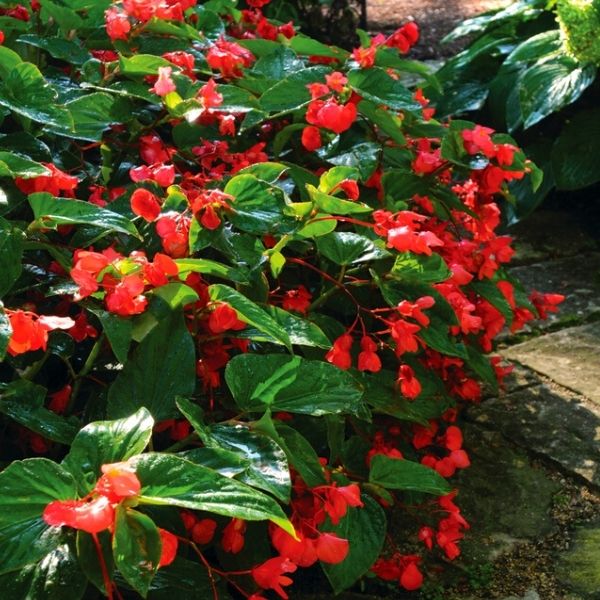 Begonia-x-hybrida-Dragon-Wing-Red ogrodowe (4)
