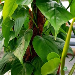 Filodendron Scandens Philodendron (2)