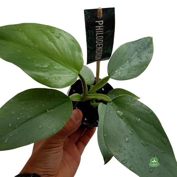 FILODENDRON SILVER QUEEN Philodendron hastatum (don 9cm)