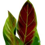 Intensywnie czerwona barwa starszych liści