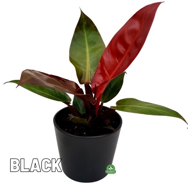 philodendron red king (1)