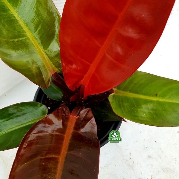 FILODENDRON CZERWONY Philodendron Red King