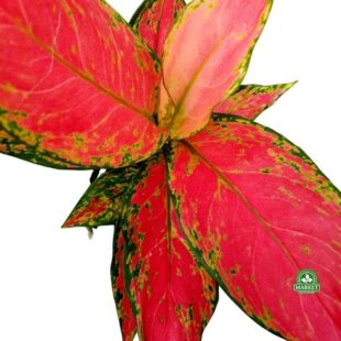 Aglaonema, najpiękniejszy chiński evergreen w kolorze tęczy ! florens opole