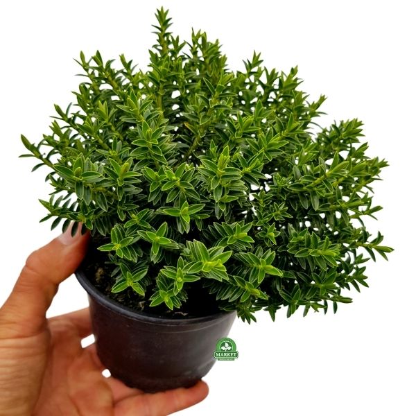 HEBE pinguifolia, minimalistyczna bylina wieloletnia