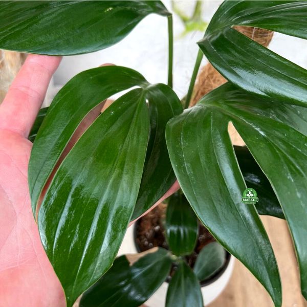 Philodendron Dragon Tail (1)
