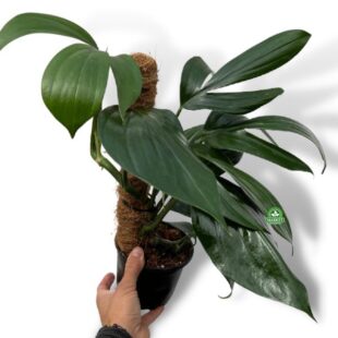 Philodendron Dragon Tail (3)