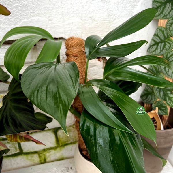 Philodendron Dragon Tail (4)