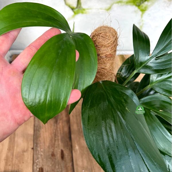 Philodendron Dragon Tail (5)