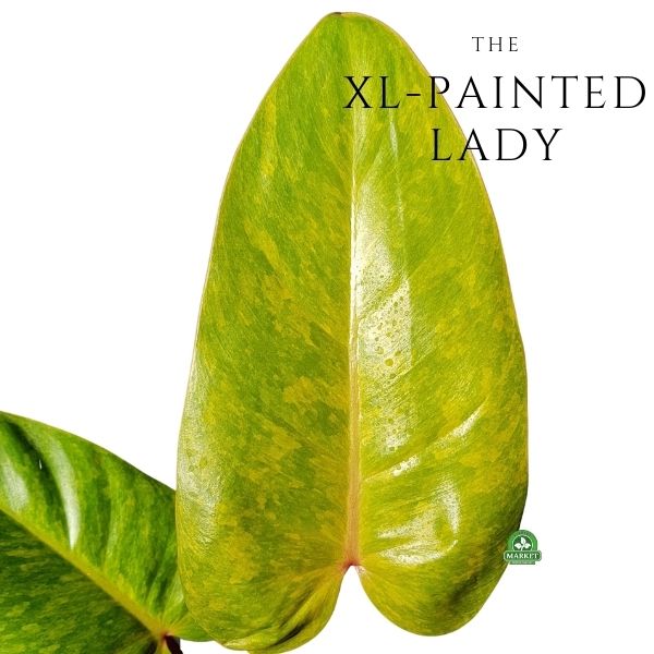 Philodendron Medisa Painted Lady kolekcjonerska roslina (6)