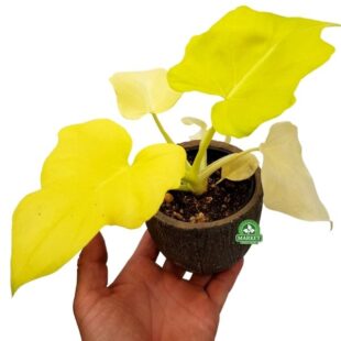 Philodendron warscewiczii aurea flavum (6)