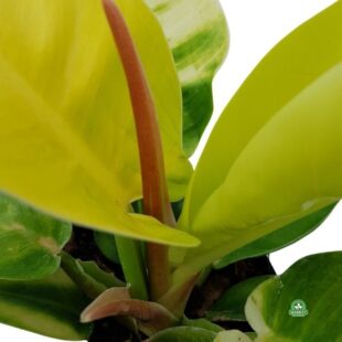philodendron moonlight (4)