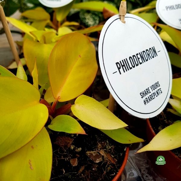 philodendron prince of orange filodendrony kolekcjonerskie (1)
