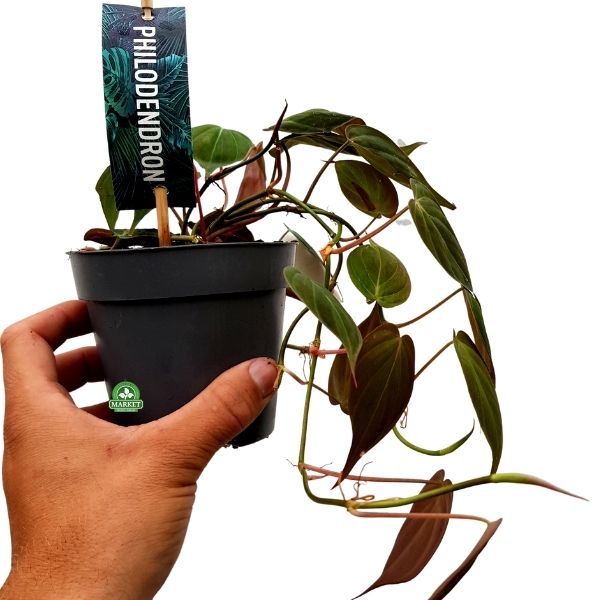 Philodendron Micans medium (2)